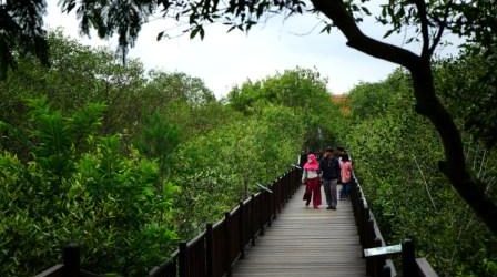 Kebun Raya Mangrove Pertama di Dunia Bakal Ada Di Surabaya