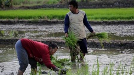 Pemkot Berencana Maksimalkan RTH dengan Pertanian Terpadu