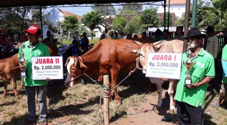 Probolinggo Gelar Gebyar Pedet Hasil Upsus Siwab