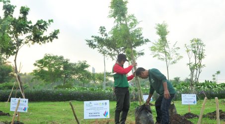 Gandeng PLN, Pemkot Surabaya Tanam 1.000 Pohon Jacaranda