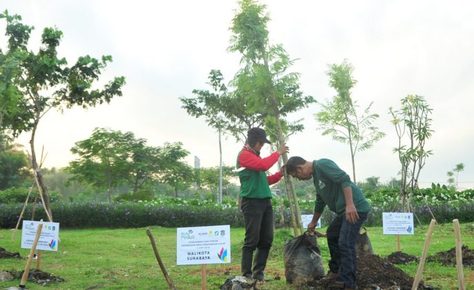 Gandeng PLN, Pemkot Surabaya Tanam 1.000 Pohon Jacaranda