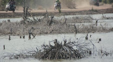 Walhi: Lebih dari 50 Persen Hutan Mangrove di Indonesia Rusak