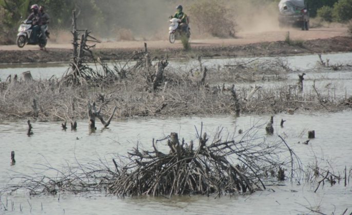 Walhi: Lebih dari 50 Persen Hutan Mangrove di Indonesia Rusak