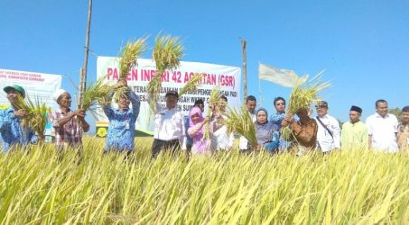 BPTP Jatim Kembangkan Varietas Benih Padi Ramah Lingkungan