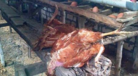 Puluhan Ayam di Banyuwangi Ditemukan Mati Mendadak
