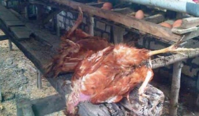 Puluhan Ayam di Banyuwangi Ditemukan Mati Mendadak