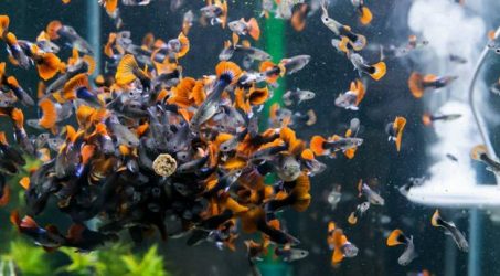 Pakan Burung dari Ikan Guppy karya Mahasiswa Unair, bisa atasi Stress dan Rangsang Berkicau