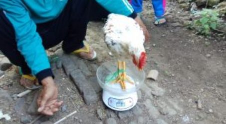 Balitbangtan Jatim Kembangkan Ayam Kampung Unggul Berbasis Rumah Tangga di Ponorogo