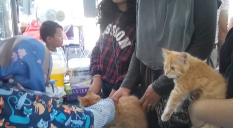 Peringati Hari Rabies Sedunia, Ratusan Kucing dan Anjing Ikuti Pet Care Day di Pusvetma Surabaya