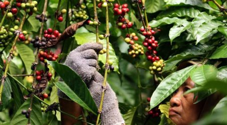 Banyuwangi Gelar Festival Coffee Processing Festival