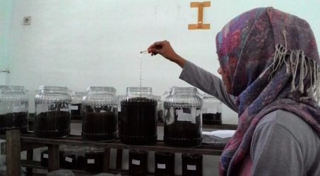 Limbah Rumen Sapi untuk Remediasi Tanah Tercemar