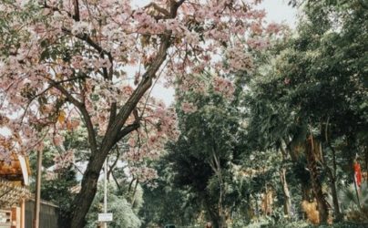 Banyak Bunga Mekar Diakhir Tahun, Pemkot Surabaya Berencana jadikan Paket Wisata