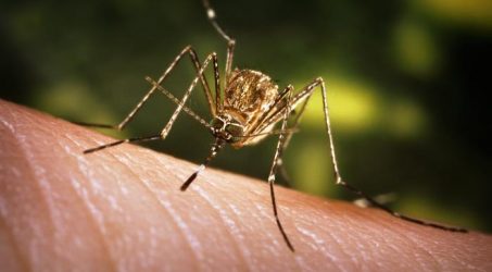 Kemenkes Bantah Ada Wabah Virus JE di Bali
