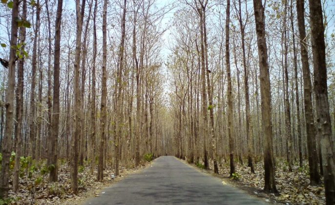 Ekspor Kayu Jati Tetap Jadi Andalan Perhutani di 2019