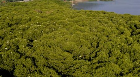 Tiket Masuk Ekowisata Kampung Blekok Situbondo Gunakan Sampah Plastik