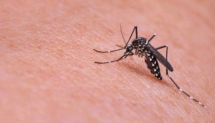 Kemenkes Sebut Kasus DBD di Jatim Tertinggi di Indonesia