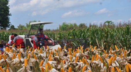 Pemerintah tambah impor jagung hingga 30 ribu ton