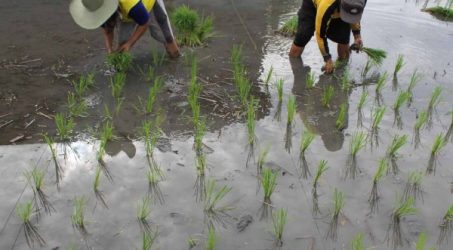 Saran Petrokimia agar Petani Lakukan Pemupukan Berimbang saat musim Tanam