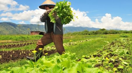 Regenerasi Pertanian, IFAD Danai 320 Ribu Wirausahawan Sektor Pertanian