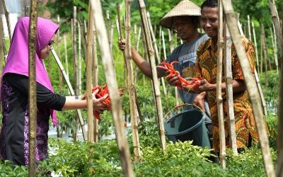 Urban Farming Sumur Welut jadi Solusi Wujudkan Ketahanan Pangan Di Perkotaan
