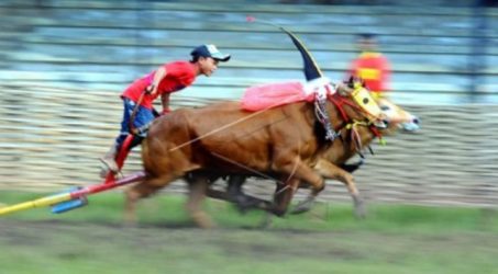 Polda Jatim kampanyekan pemilu damai melalui karapan sapi
