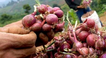 Petani Millenial Madura Kembangkan Varietas Unggul Bawang Merah