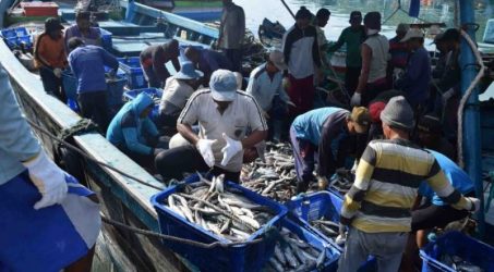 Ikan Layang Benggol, Primadona Produksi Awal Tahun di UPT PPP Tamperan Pacitan