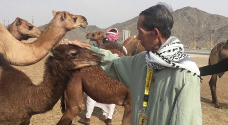 Kemenkes himbau  jamaah haji  tidak”Selfie” dengan Unta