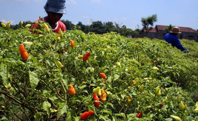 Harga Cabai Jatuh, Kementan Gerak Cepat Bantu Petani di Tuban
