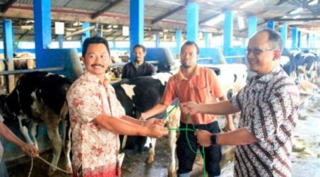 Pelindo III Gelontorkan Rp 1,86 Miliar untuk Berdayakan Peternak Sapi Perah