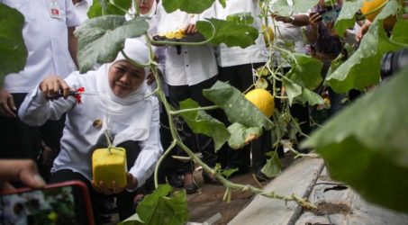 Kurangi Pestisida UPT PATPH kembangkan melon pengairan tetes