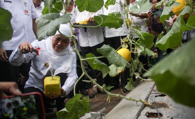 Kurangi Pestisida UPT PATPH kembangkan melon pengairan tetes