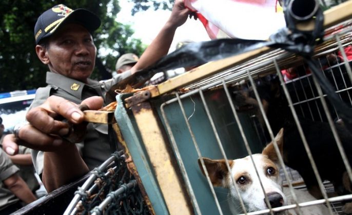 NTB Kembali Diserang Wabah Rabies, 14 Warga Bima Meninggal