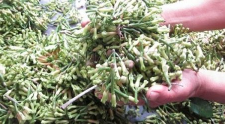Harga anjlok, Petani cengkih Madiun merugi