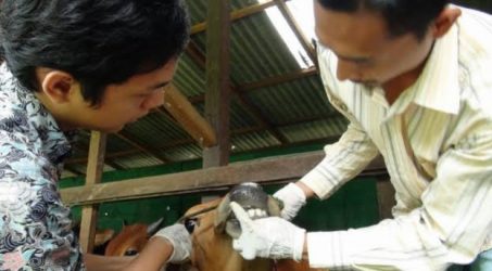 DKPP Surabaya Mulai Turunkan Petugas untuk Pantau Kelayakan Hewan Kurban