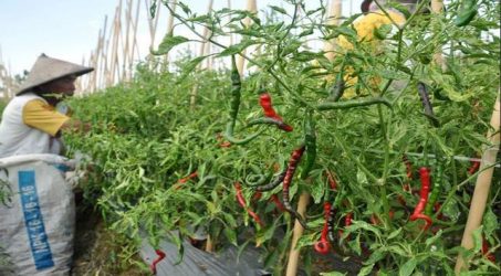 Tak terpengaruh harga, Kabupaten Blitar Mandiri Benih Cabe