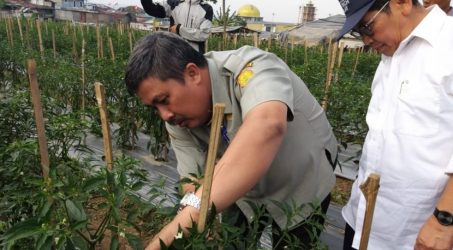 BUMD Jatim Jadi Pemasok Benih Bawang Putih Nasional