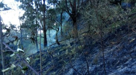 UPT Tahura inventarisasi hutan Arjuno pasca kebakaran