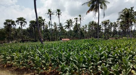 Musim Panen, Pabrik rokok di Pamekasan mulai beli tembakau petani