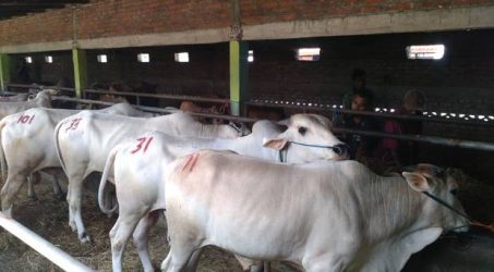 BI Beri Peluang Pemuda untuk Magang Penggemukan Sapi