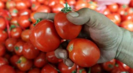 Panen raya, Petani  Tomat Magetan Justru Merugi