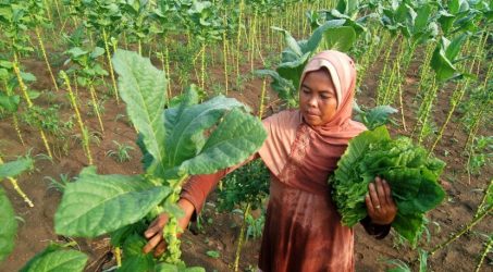 APTI desak Pemprov Jatim Lindungi Petani Tembakau
