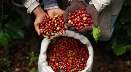 APFI : Dianggap tidak Organik Lagi, Kopi Gayo ditolak Pembeli Eropa