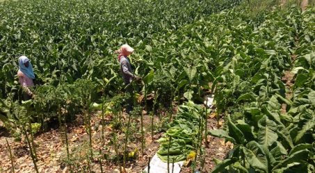 Harga Anjlok Bikin Jumlah Petani Tembakau di Tulungagung Turun Drastis