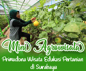 Mini Agrowisata, Primadona Wisata Edukasi Pertanian di Surabaya