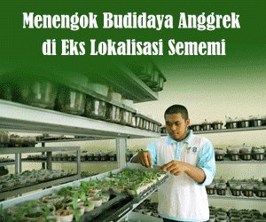 Menengok Budidaya Anggrek di Eks Lokalisasi Sememi