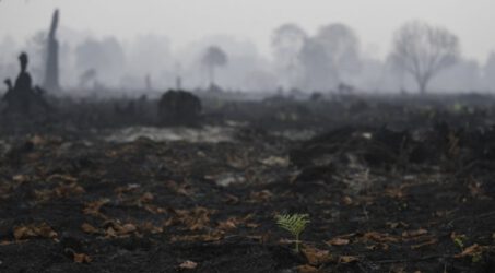 LIPI: Kebakaran Hutan kelestarian Spesies Endemik