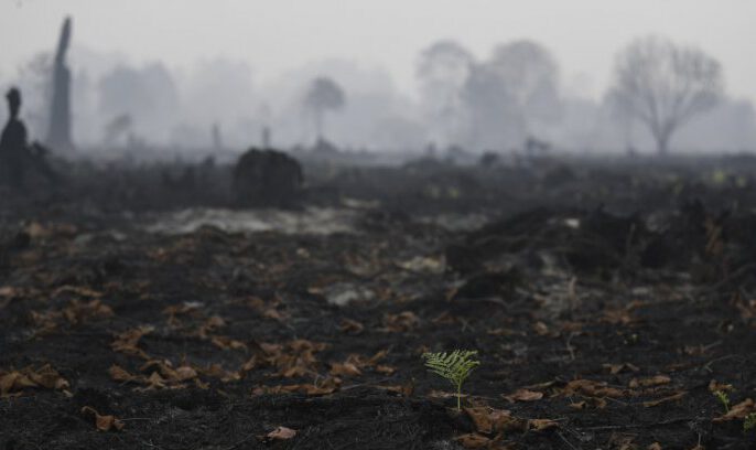 LIPI: Kebakaran Hutan kelestarian Spesies Endemik
