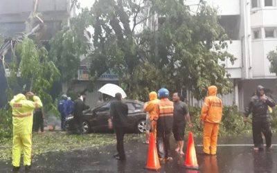 Hujan Angin Terjang Surabaya, Pohon Tumbang di 38 Titik