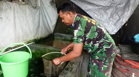 Usaha Ternak Lele Koptu Paimo Patut Ditiru Warga